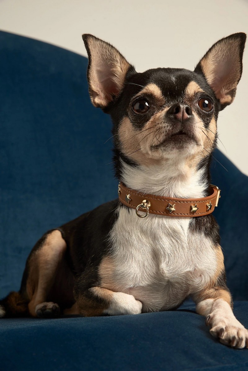 Halsband Nara caramel / star Halsband Nara caramel / star