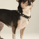 Halsband Nara schwarz / star